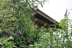 休憩小屋と花々