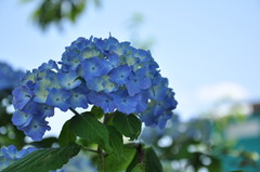 紫陽花