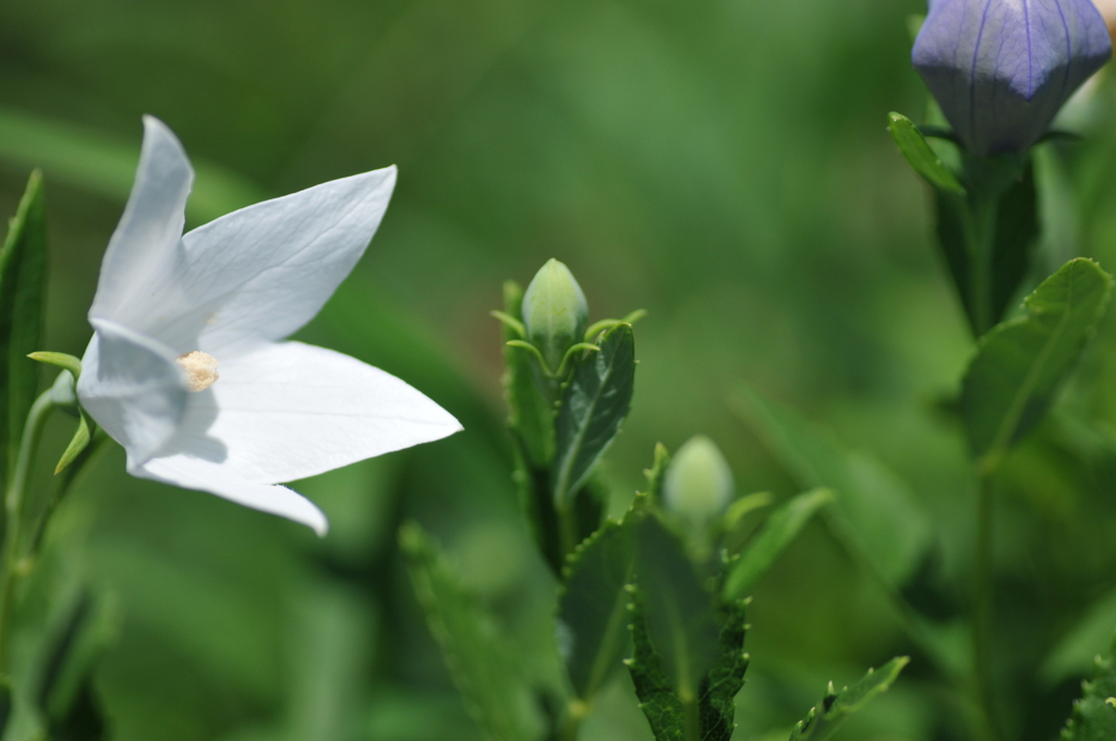 お花