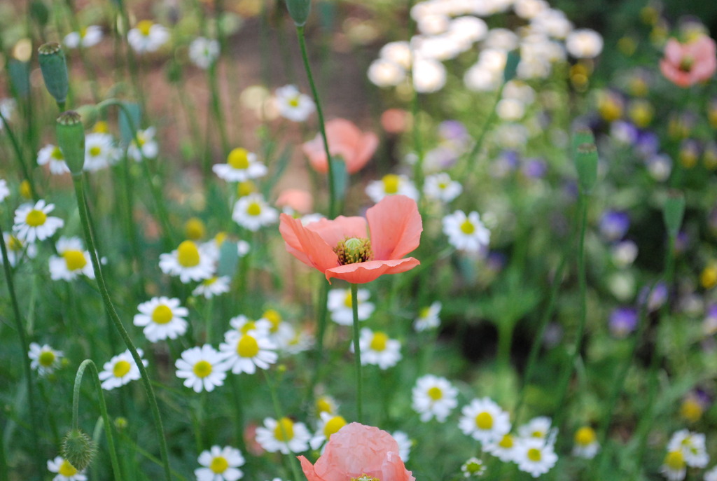 庭の花々