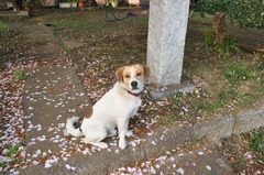 友人家の愛犬