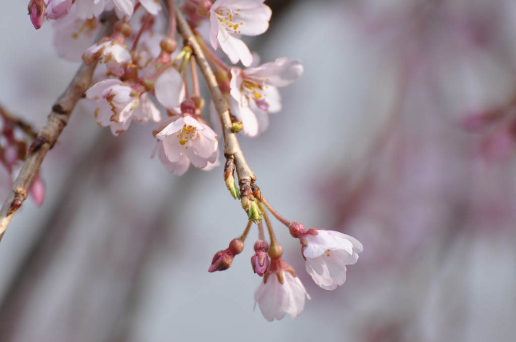 枝垂桜