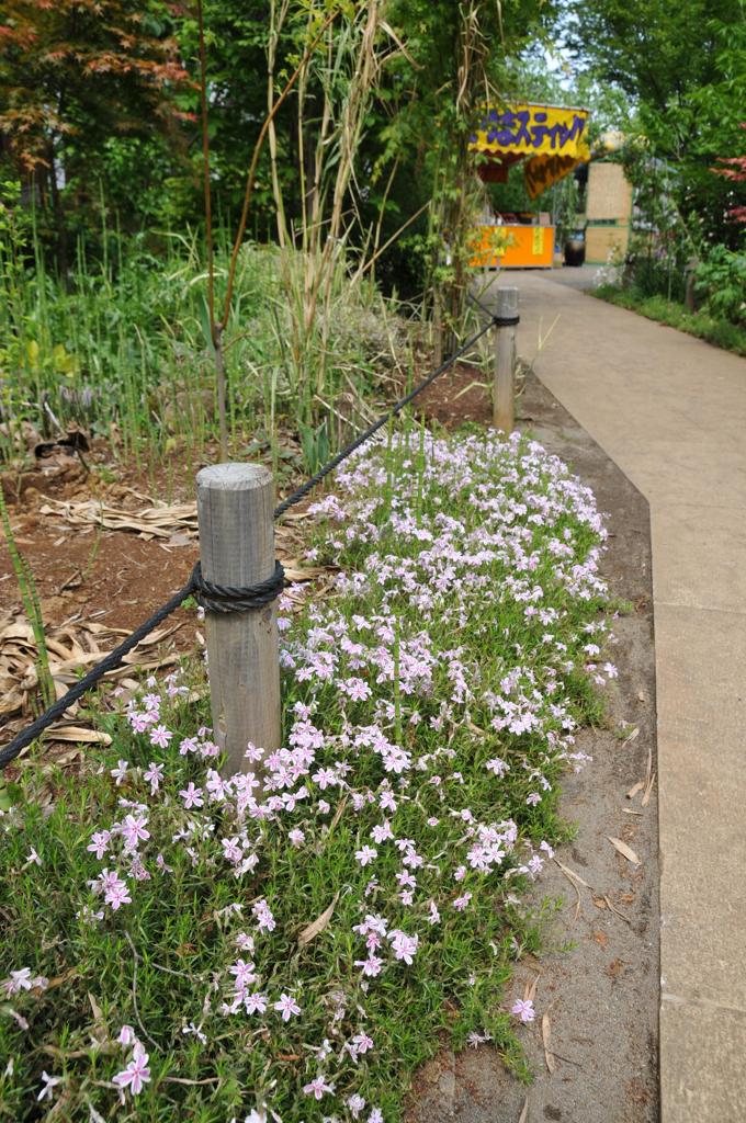 参道脇の花