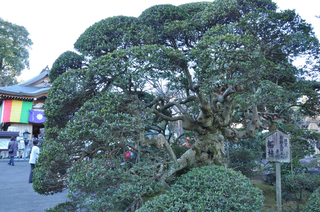樹齢500年の老樹