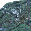 樹齢500年の老樹