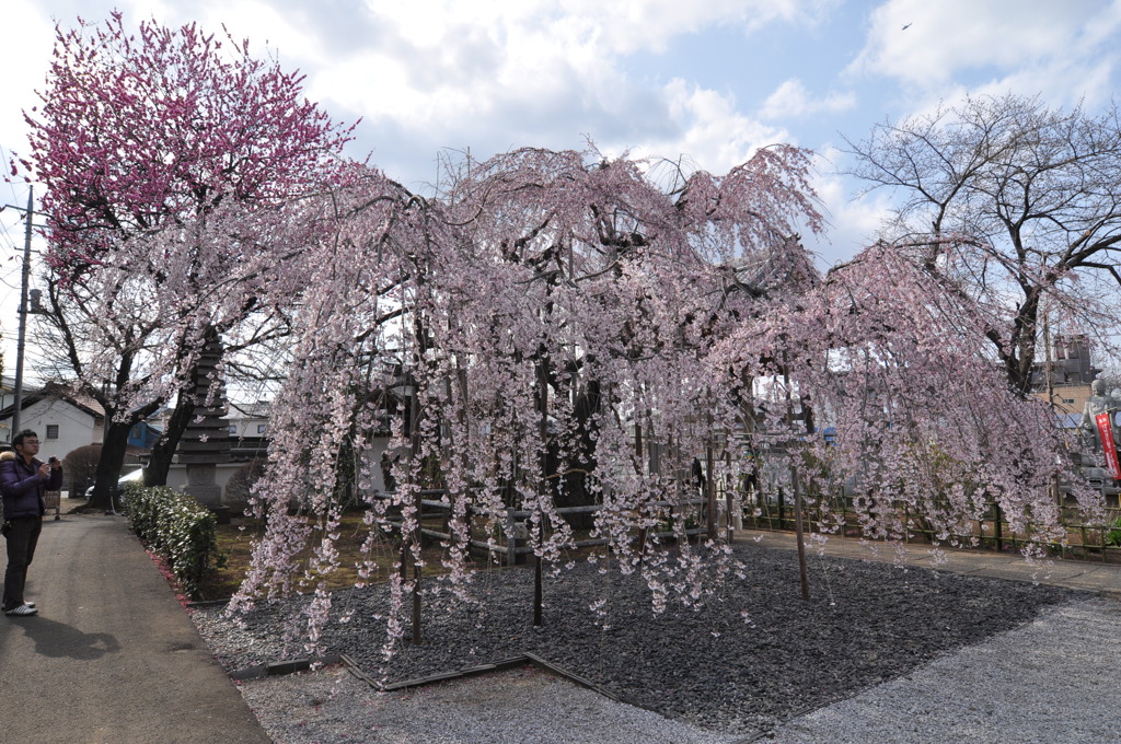 地蔵院の枝垂桜