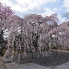 地蔵院の枝垂桜