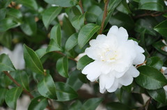 この時期に咲くお花