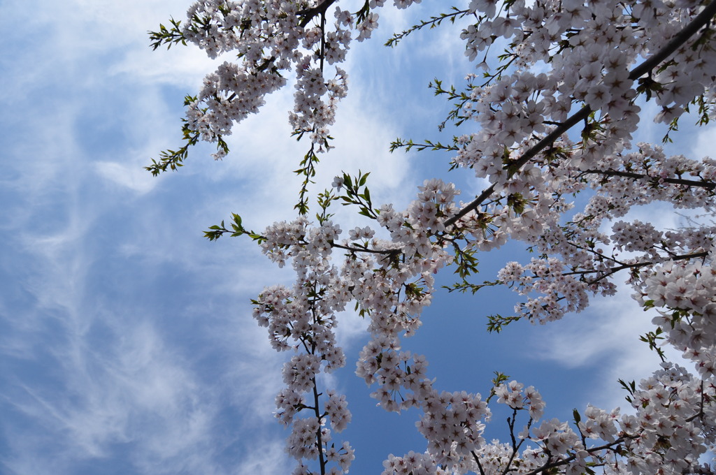 桜と空