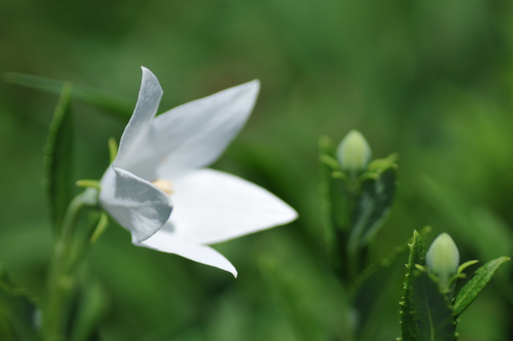 お花