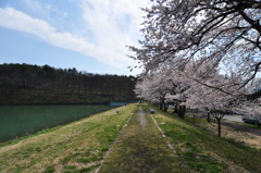 桜道