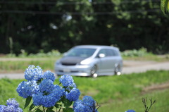 紫陽花と愛車