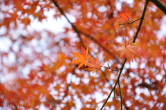 紅葉