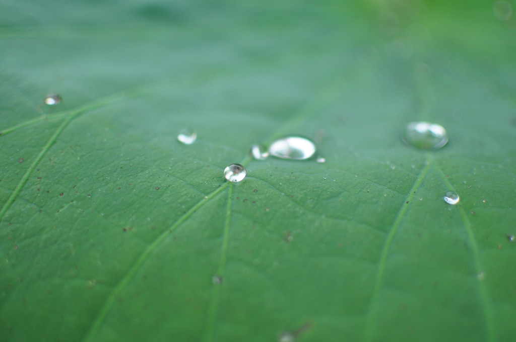 蓮の葉と雨粒
