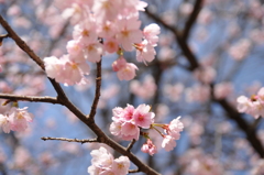 寒桜