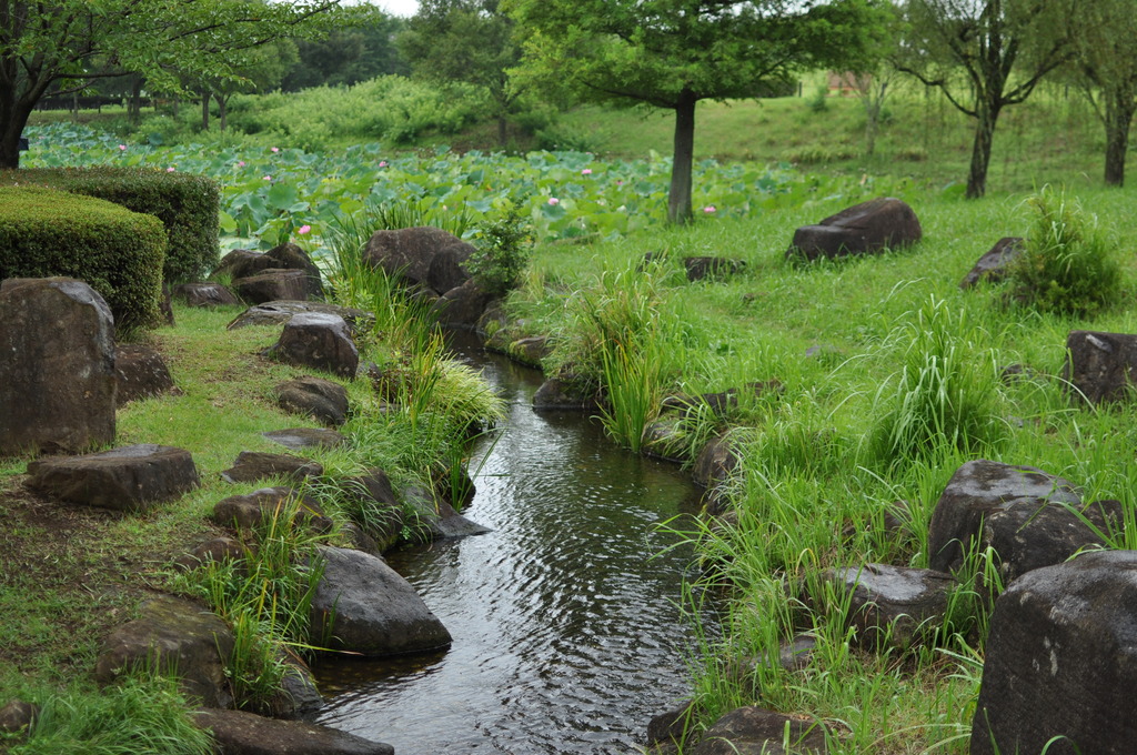 蓮池と小川