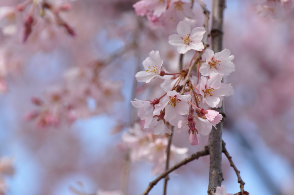 枝垂桜