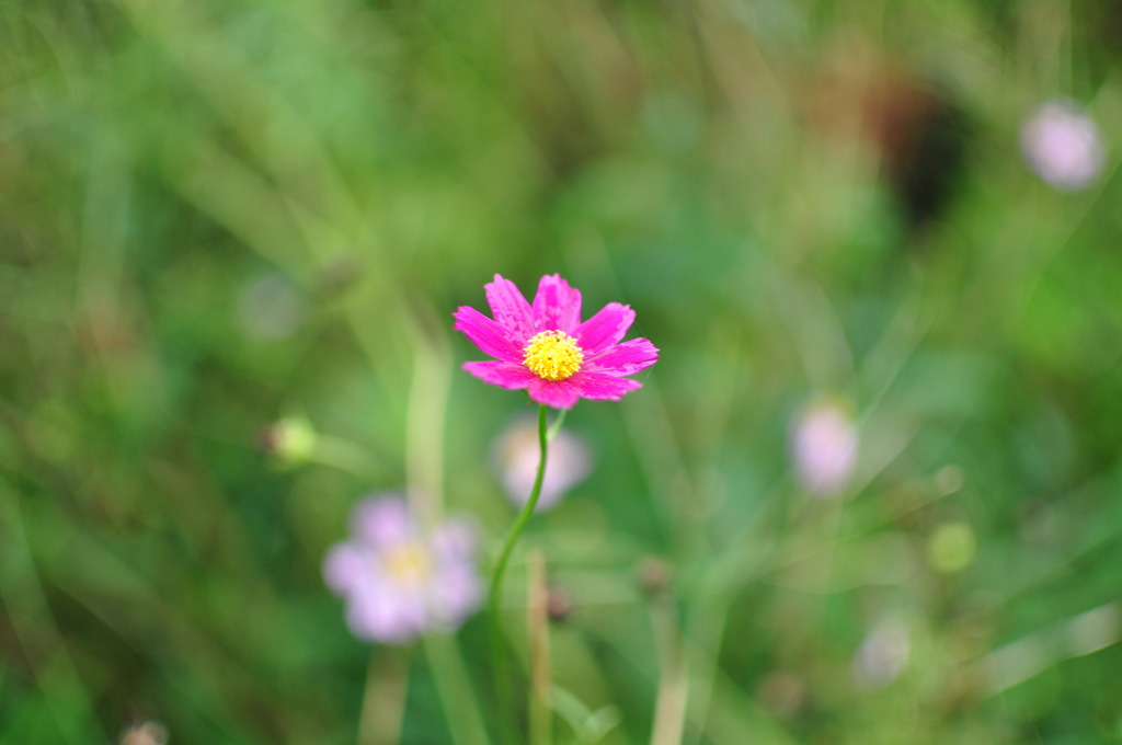 庭の花