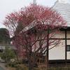 紅梅