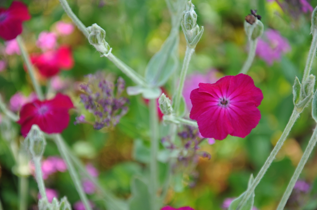 お庭の花々
