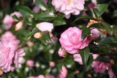 この時期に咲くお花