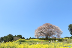 馬場の山桜
