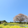 馬場の山桜