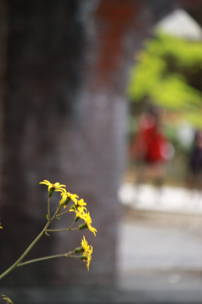 水路閣に咲く花