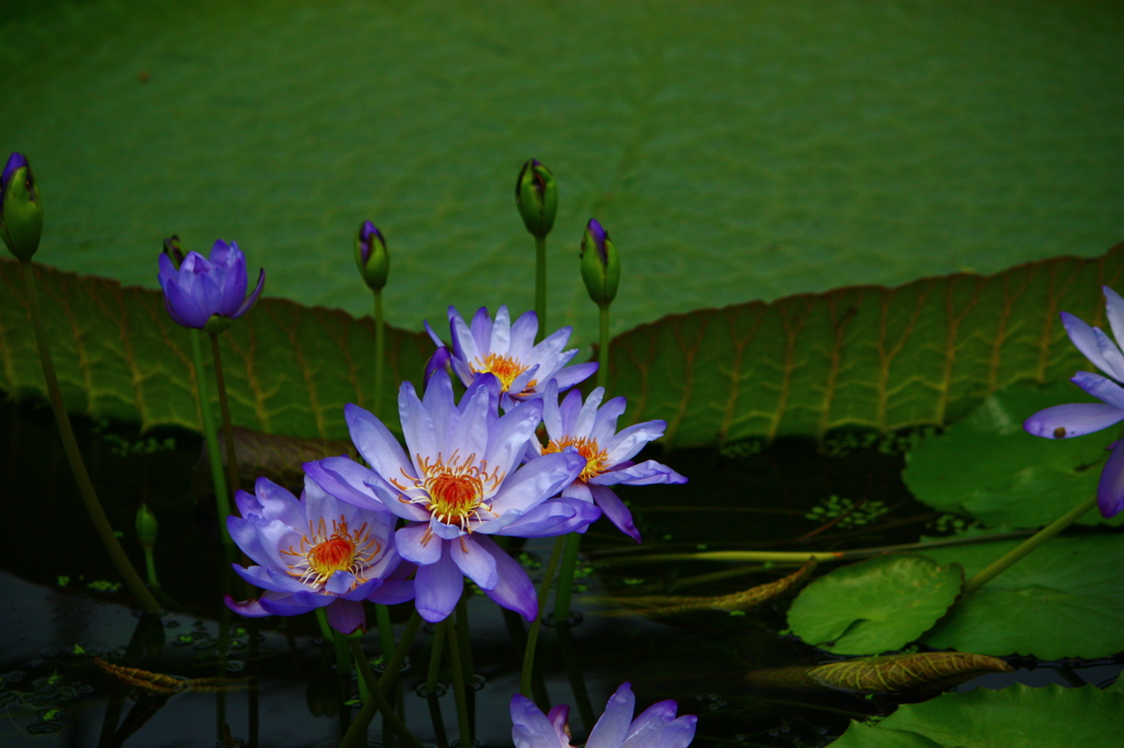 仲　間　が　い　る　か　ら