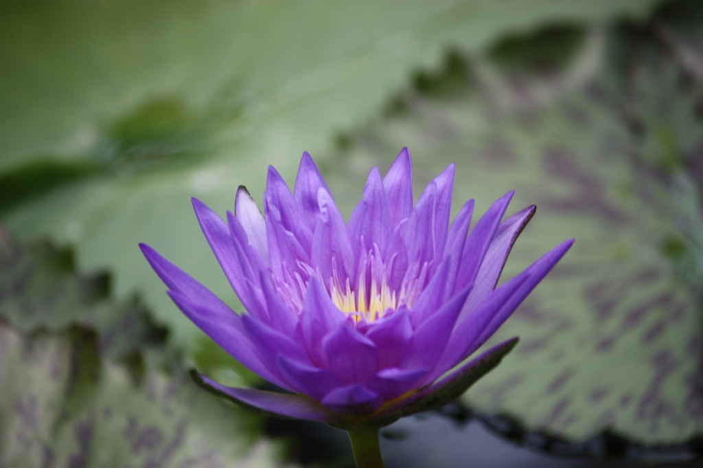 わ　た　し　で　よ　け　れ　ば