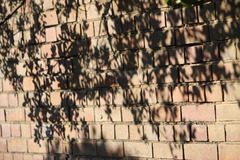 こうようの季節に