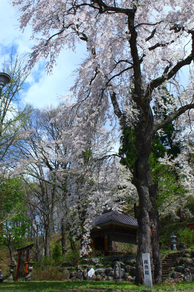 徹然桜