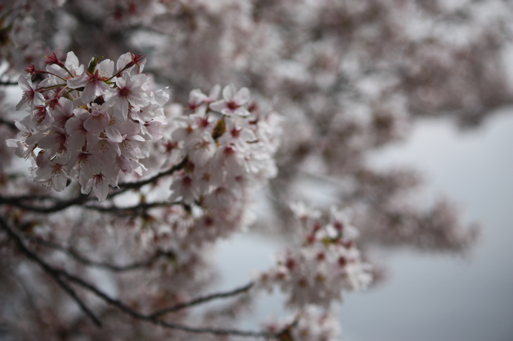 ぼんぼり桜