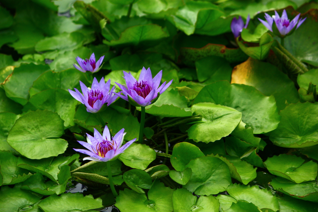 う　ま　れ　る