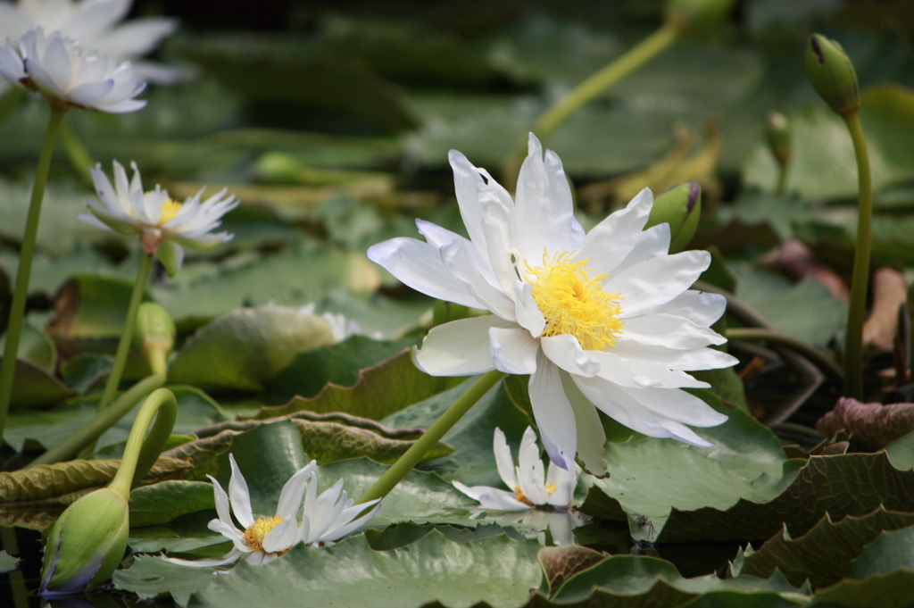 は　な　む　け