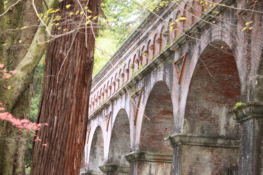 木の幹と水路閣