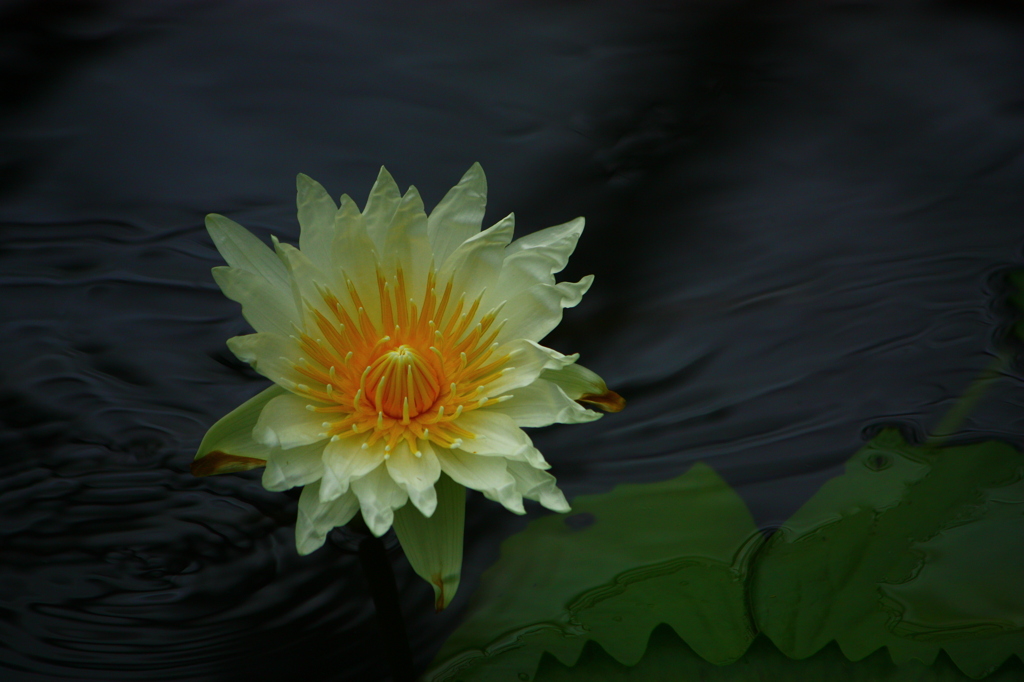 あ　る　が　ま　ま