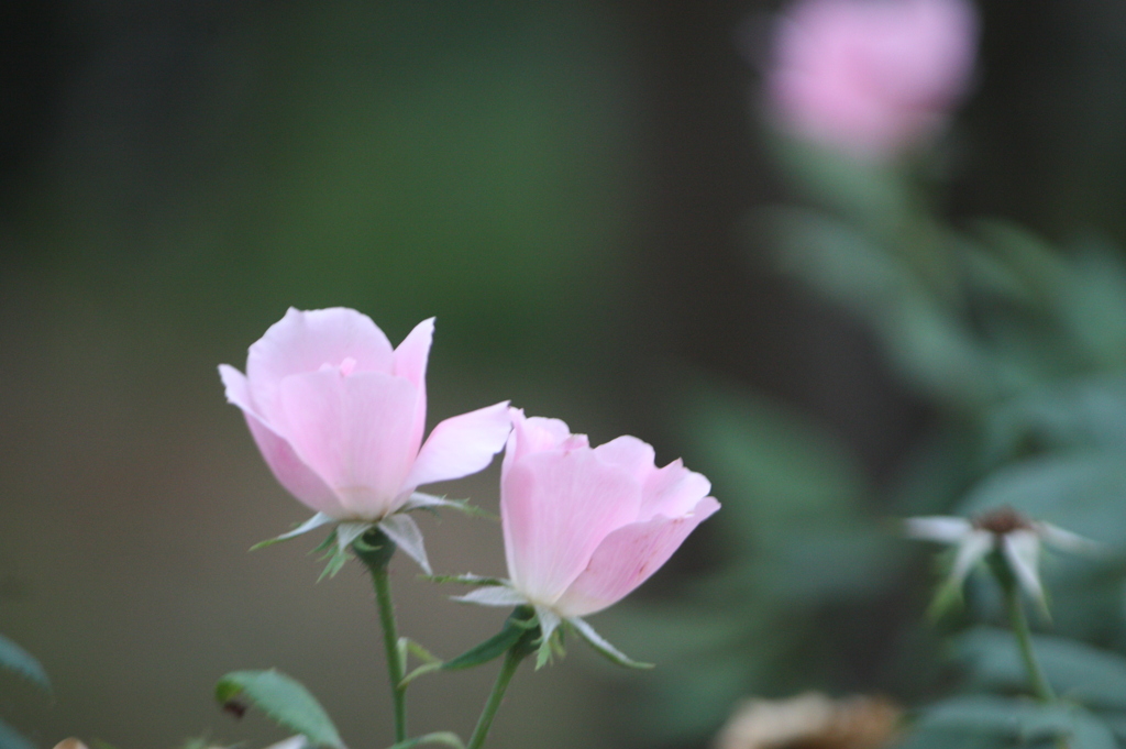 つかずはなれず