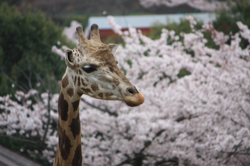 背伸びの春