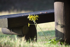 カゲヒナタに咲く