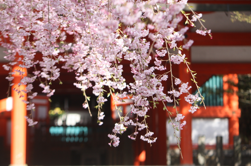 桜～高野山にて