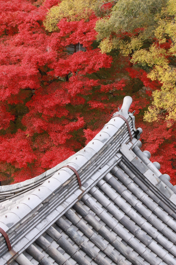 真っ赤だな(*^_^*)