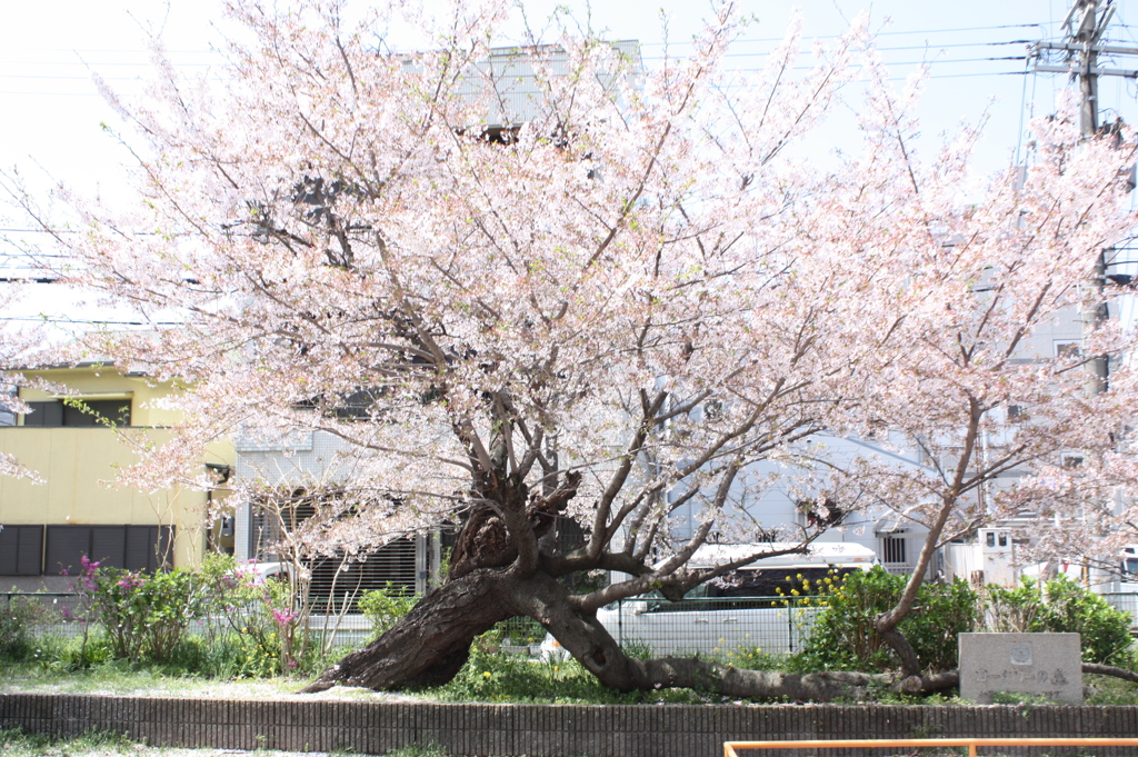 この春一目惚れした櫻の木