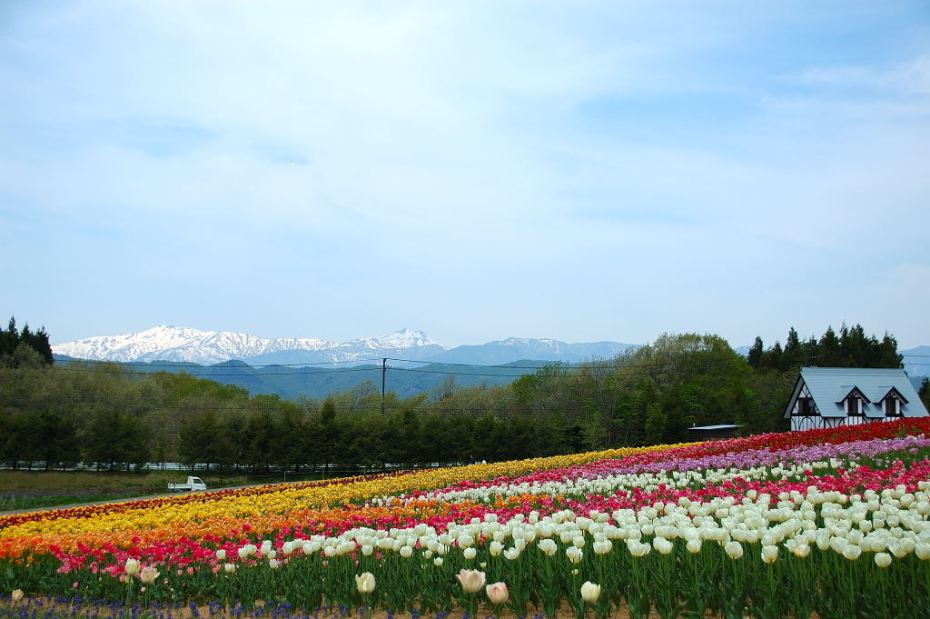 チューリップと白山