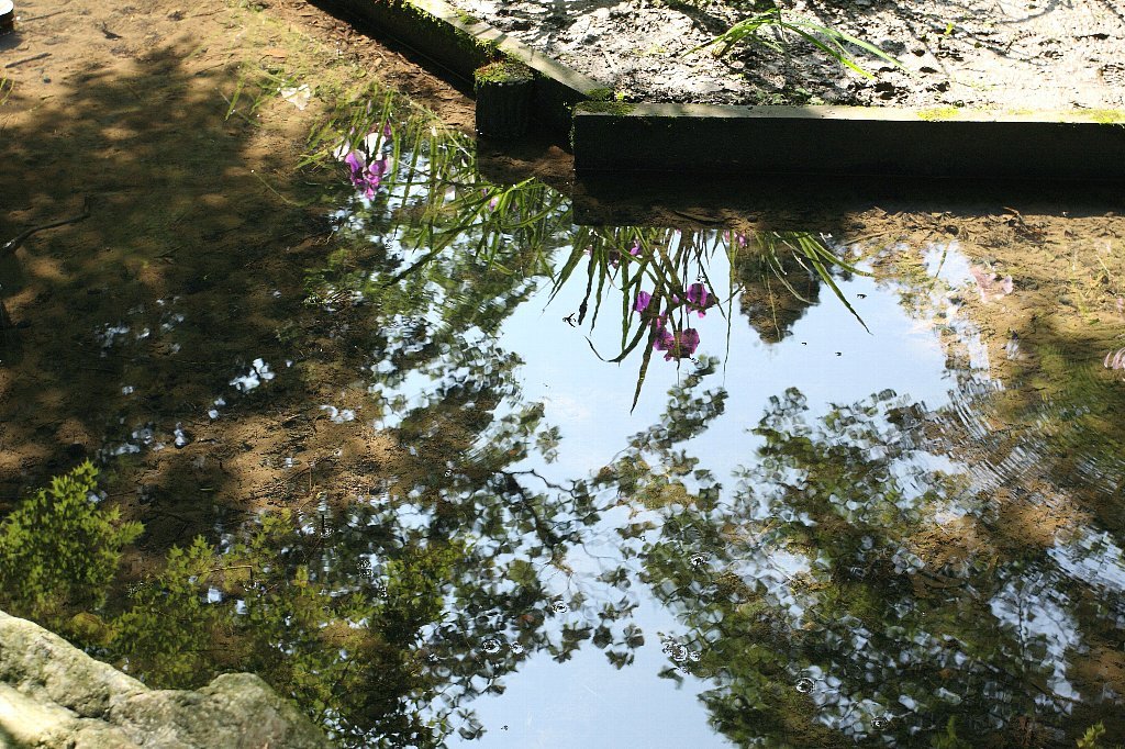 2009.06.07　明月院　花菖蒲