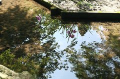 2009.06.07　明月院　花菖蒲