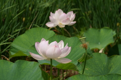 蓮の花1