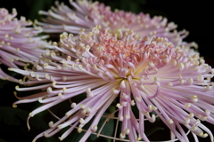 大輪の菊