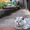 豊島の猫が・・・