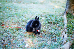 公園のうさぎ